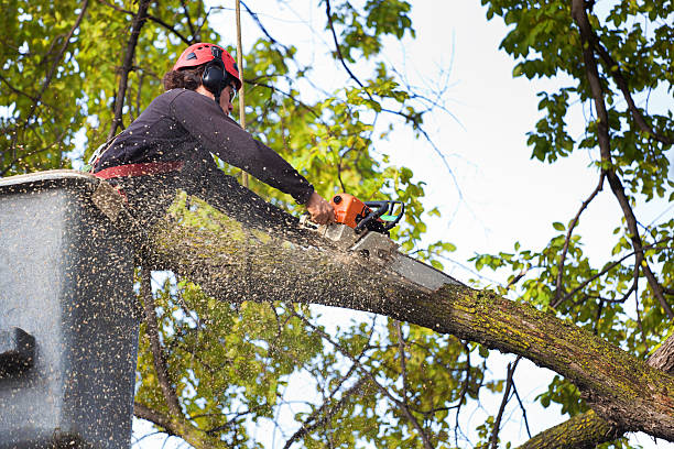 Dead Tree Removal in Jefferson, MD